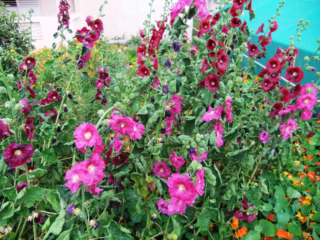 ختمی درختی کرکدار